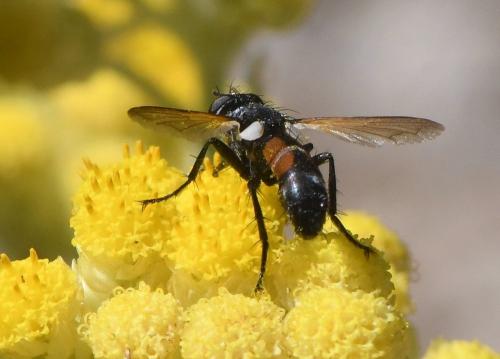 Réf. 232 383 : Cylindromyia auriceps
